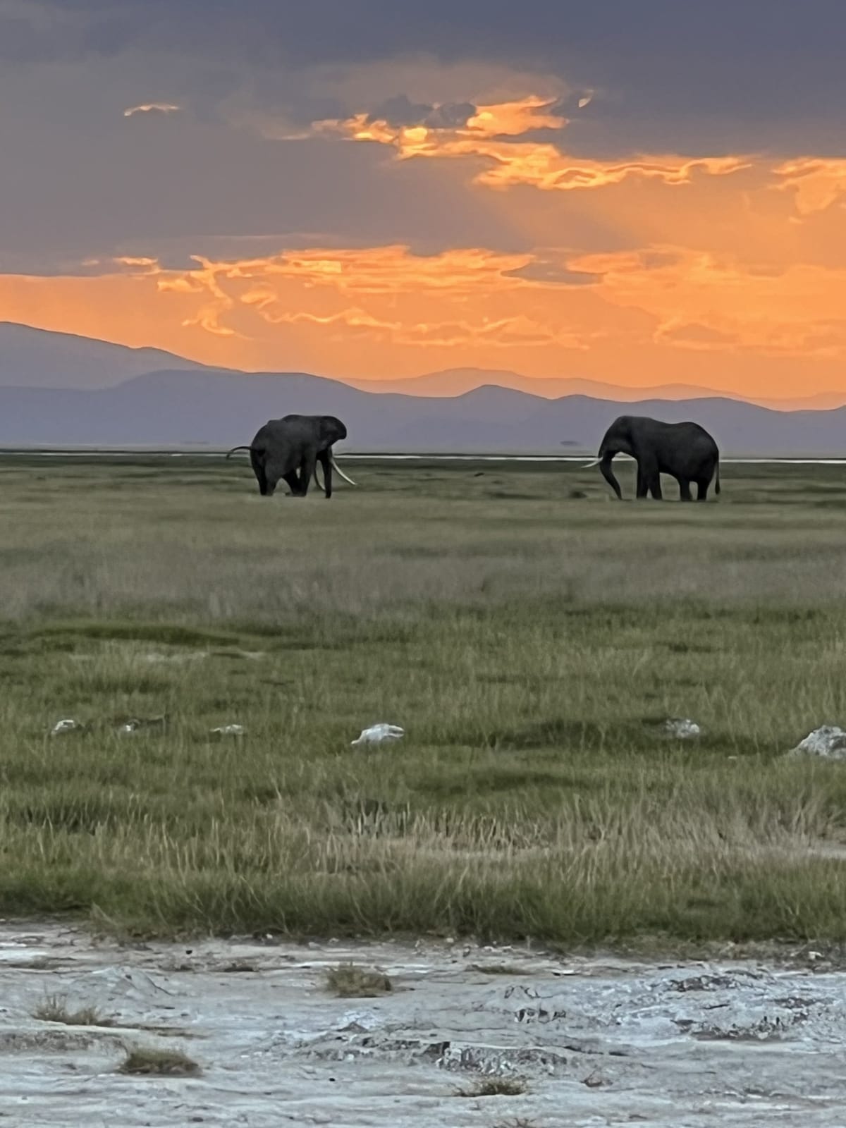 Elephants on the Amboseli plains at sunset