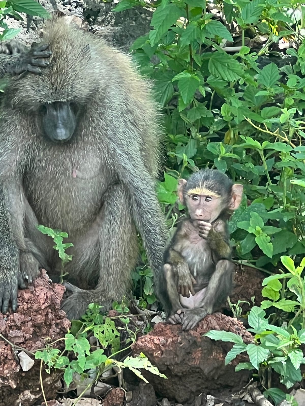 A baboon and her baby in the forest