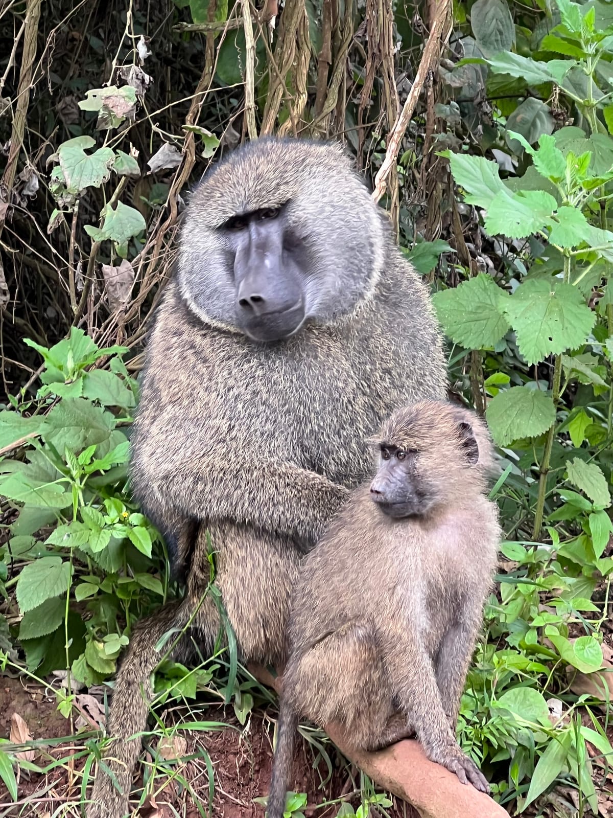 Two olive baboons sitting together in the forest
