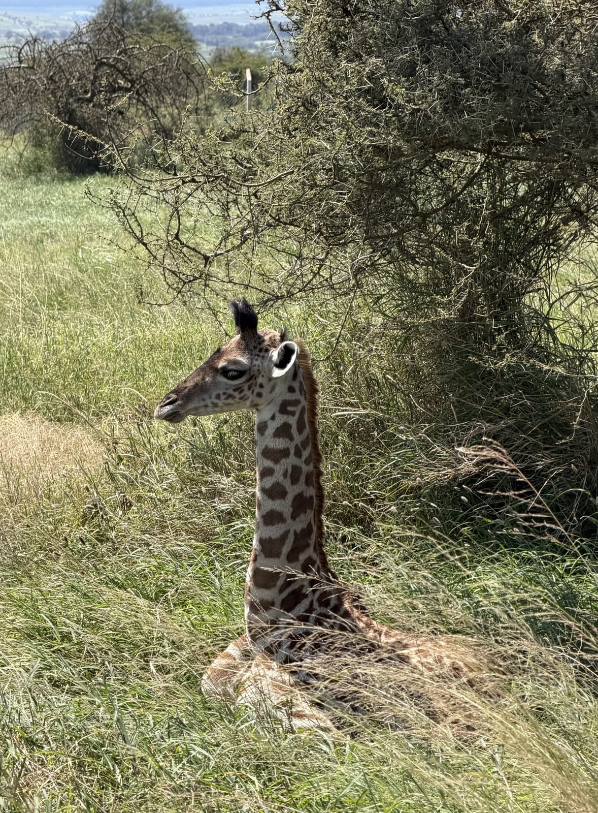 A baby giraffe resting in the grass
