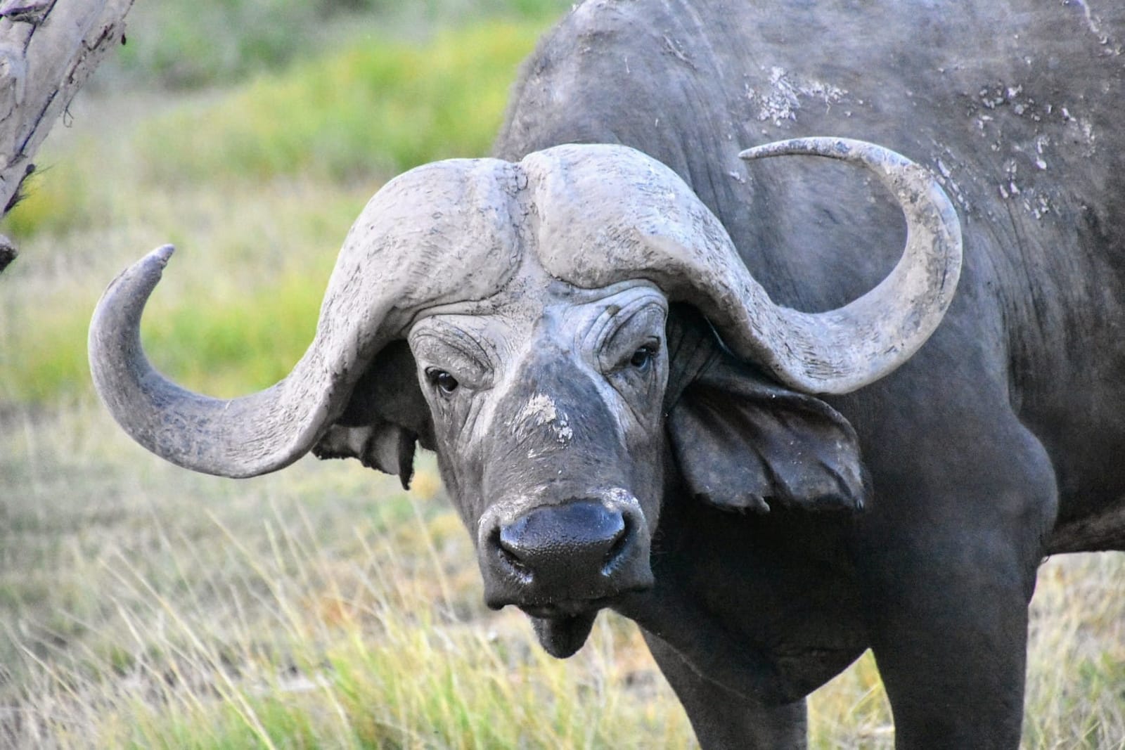 A Cape buffalo staring straight at the camera
