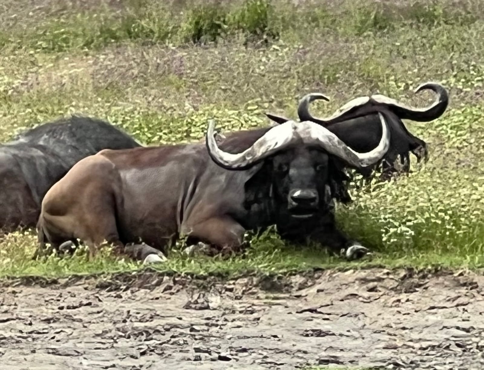 Cape buffalo resting in the grass