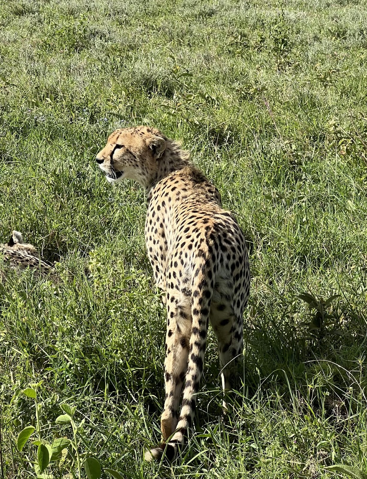 A cheetah watching from the green grass