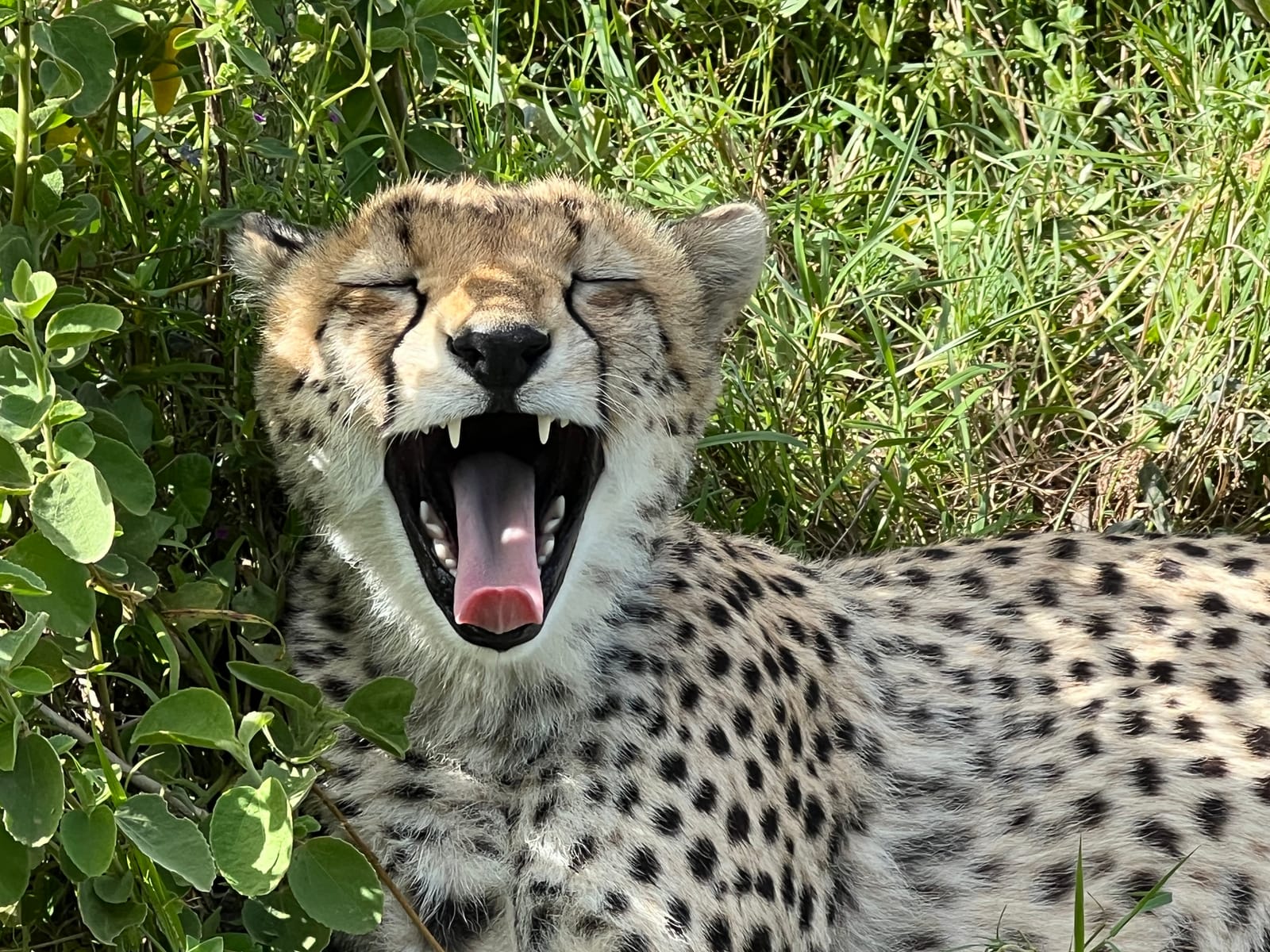 A cheetah mid-yawn in the long grass