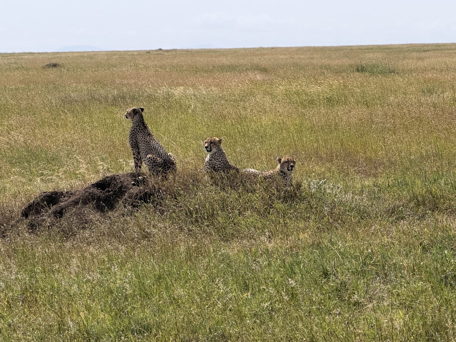 Three cheetahs on a termite mound