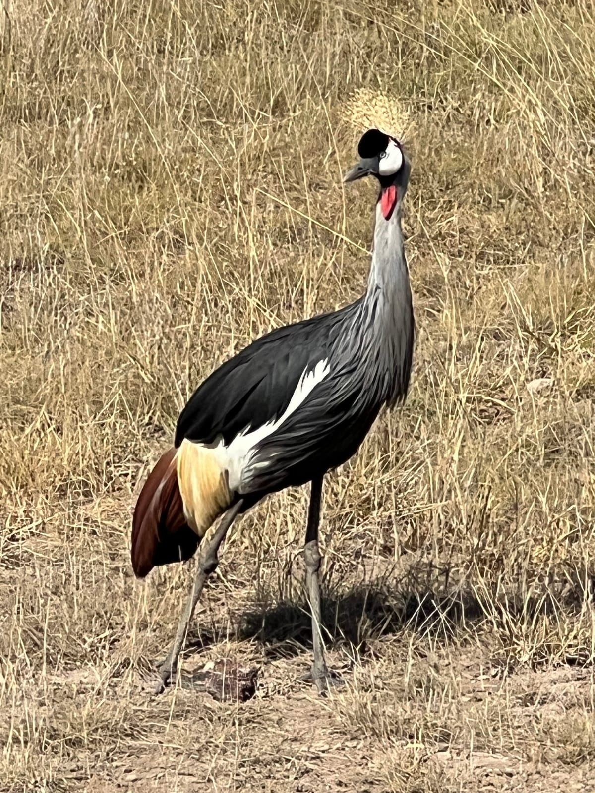 A grey crowned crane in golden grass