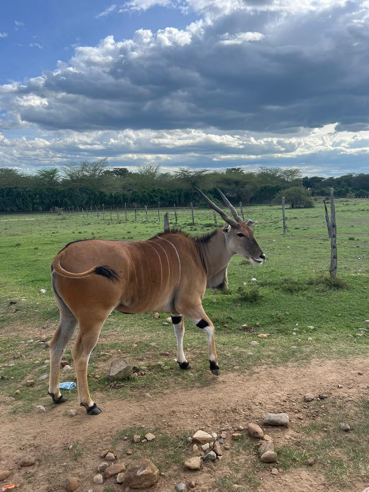 Eland in open grassland