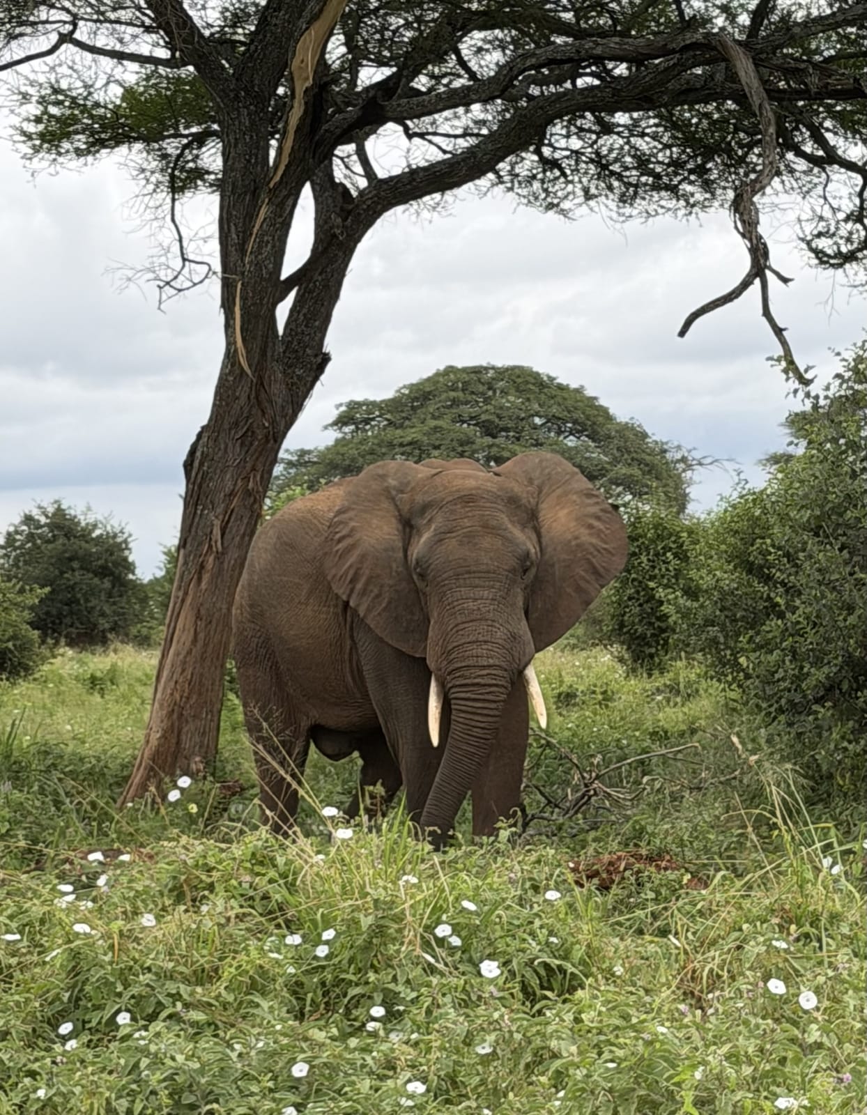 An elephant beneath an acacia tree