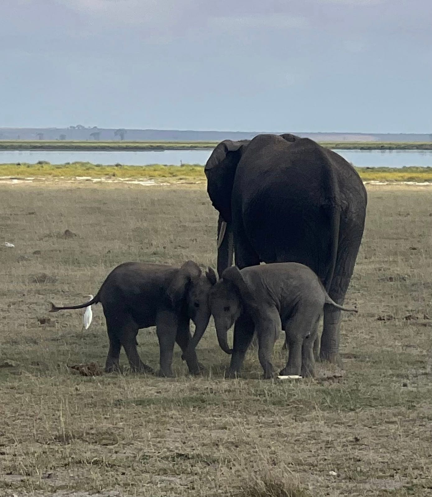 Elephant mother with two calves