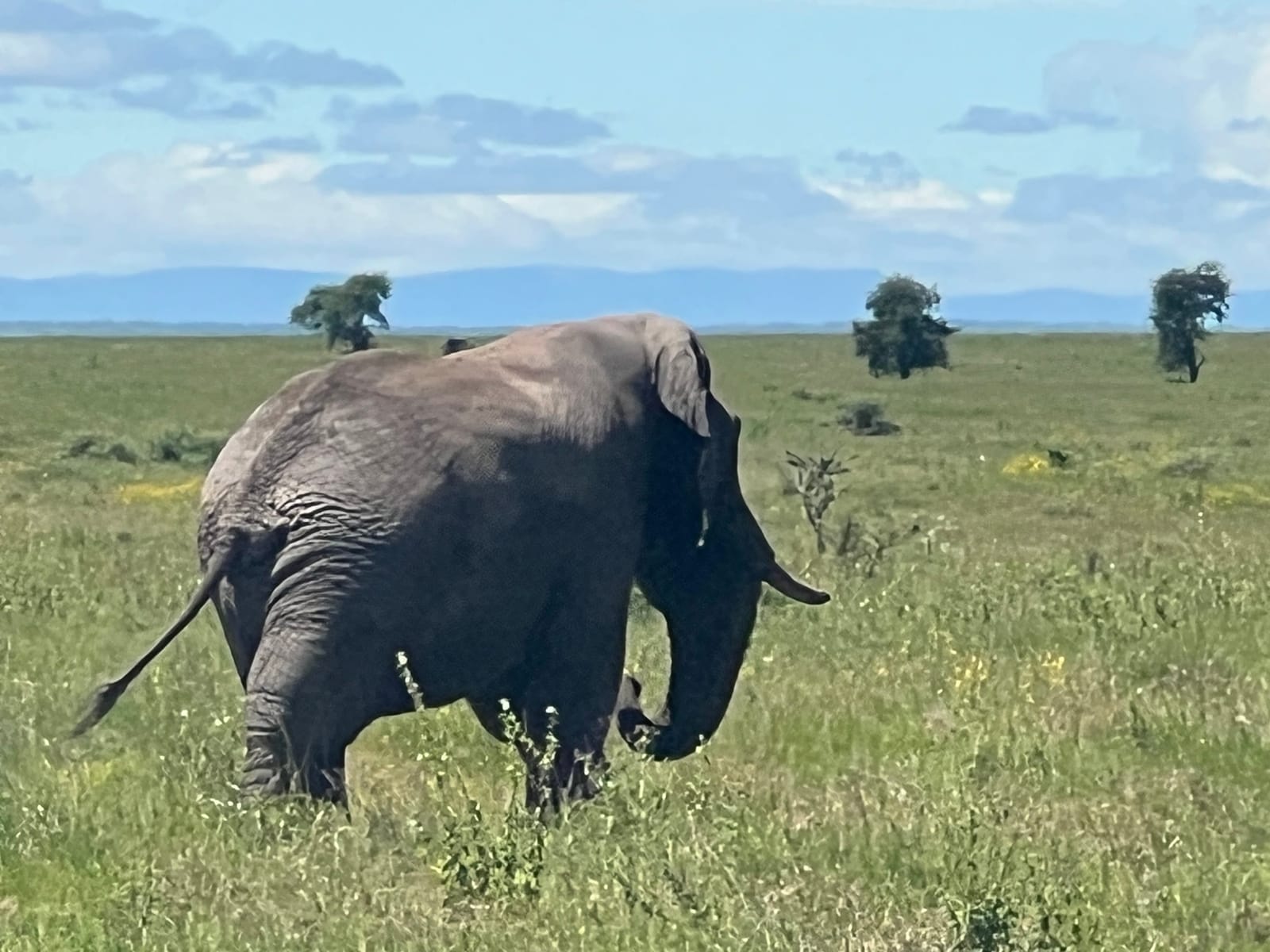 An elephant walking through green grassland under a blue sky