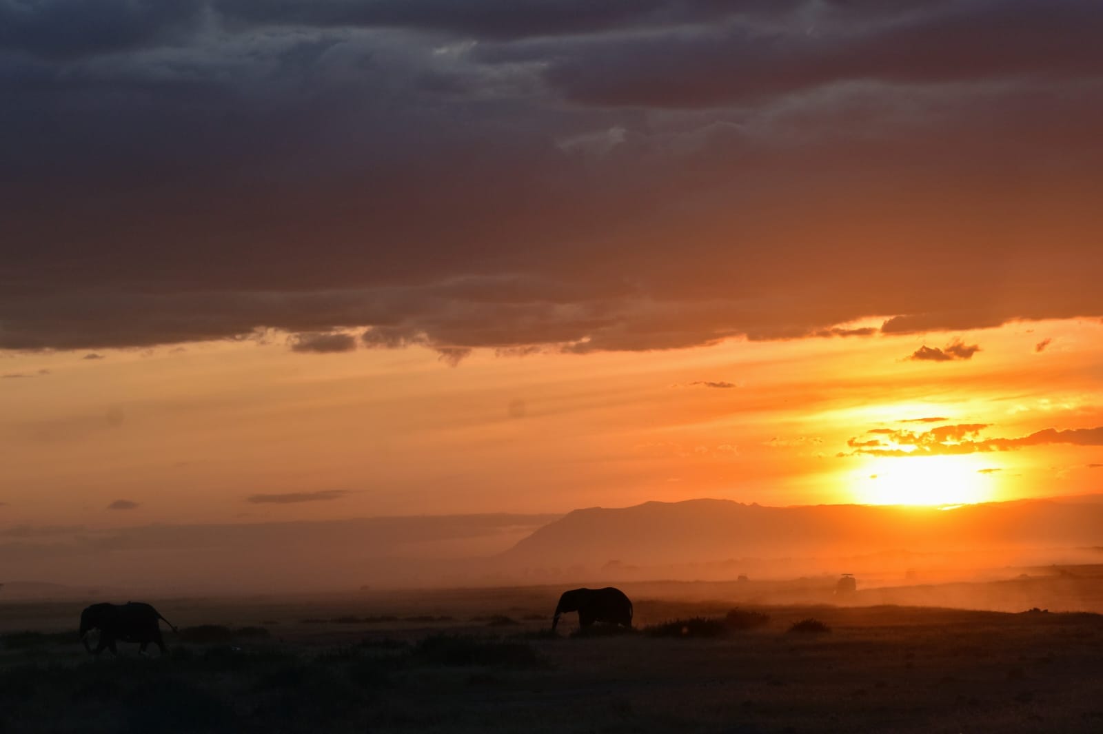 An elephant silhouetted against an orange sunset