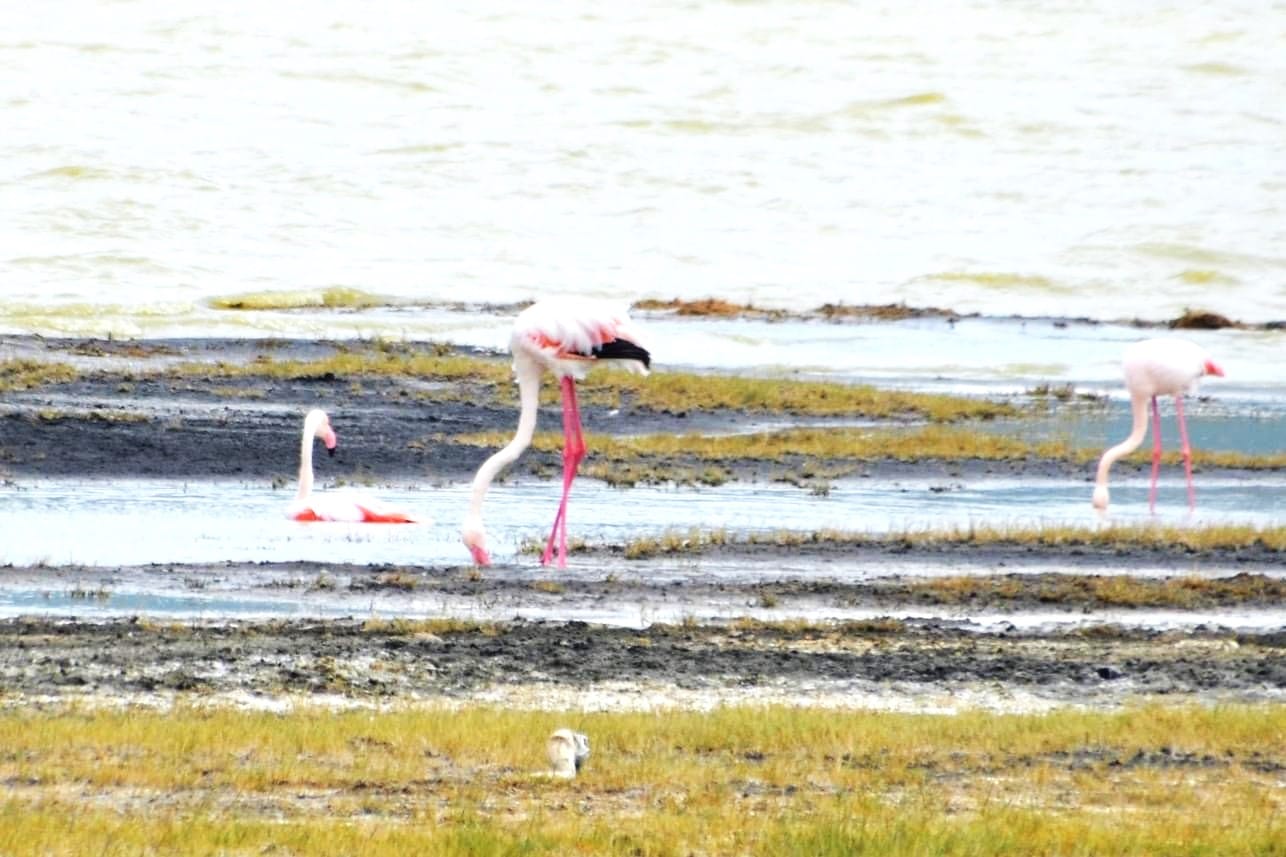 Flamingos wading in a shallow soda lake