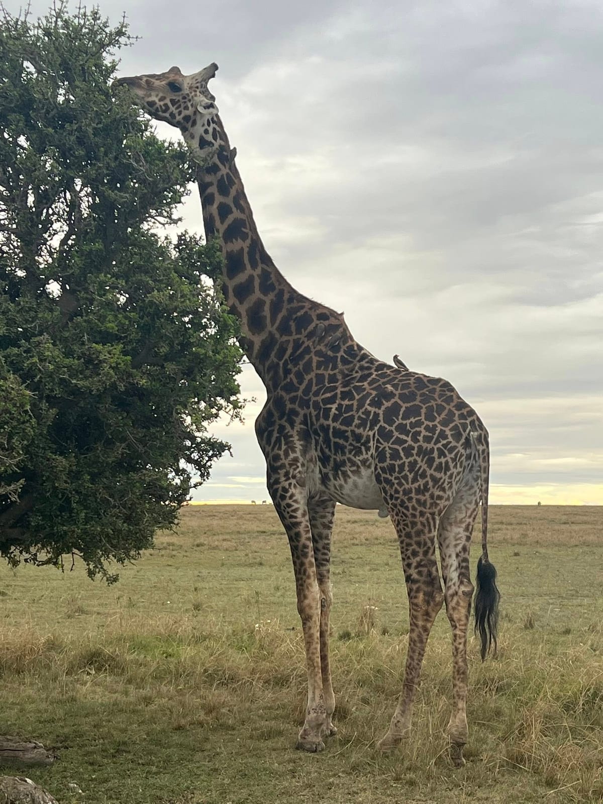 Giraffe browsing an acacia tree