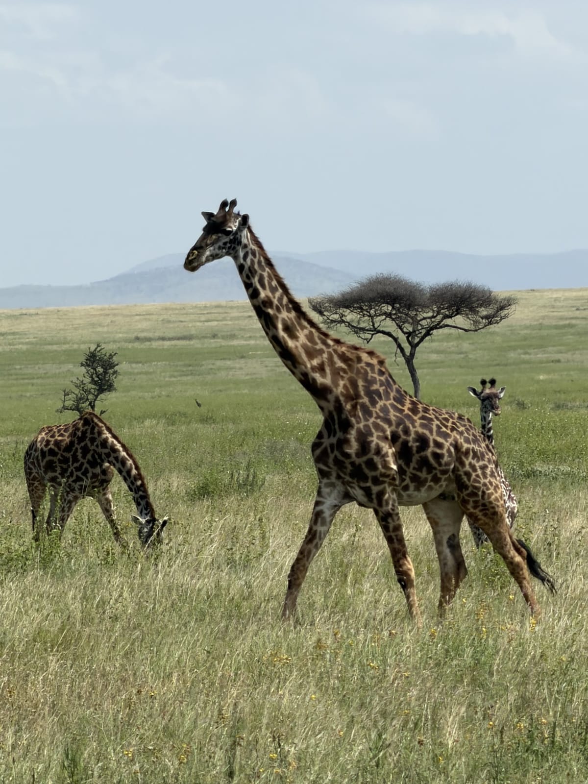 Giraffes crossing the Serengeti plains