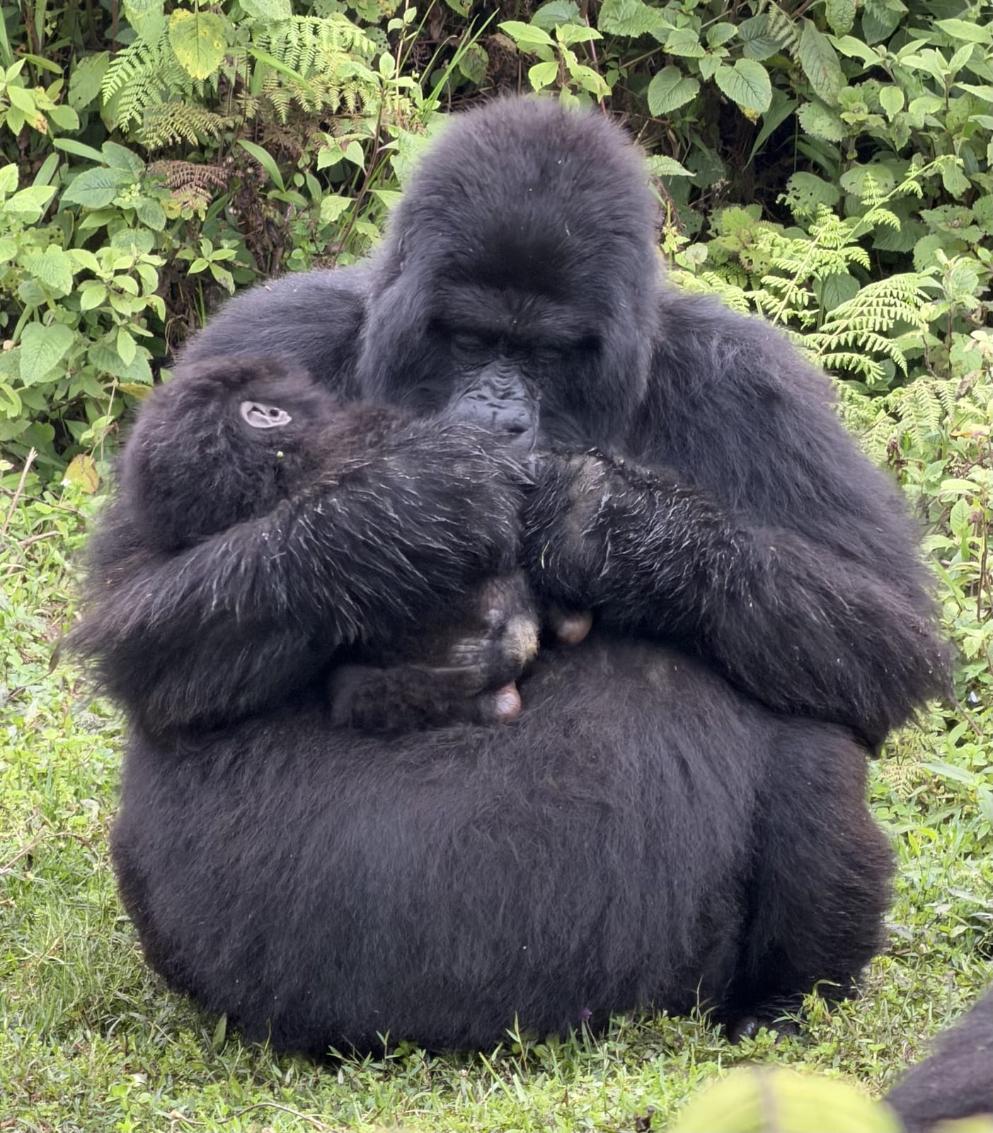 A mother mountain gorilla cradling her baby