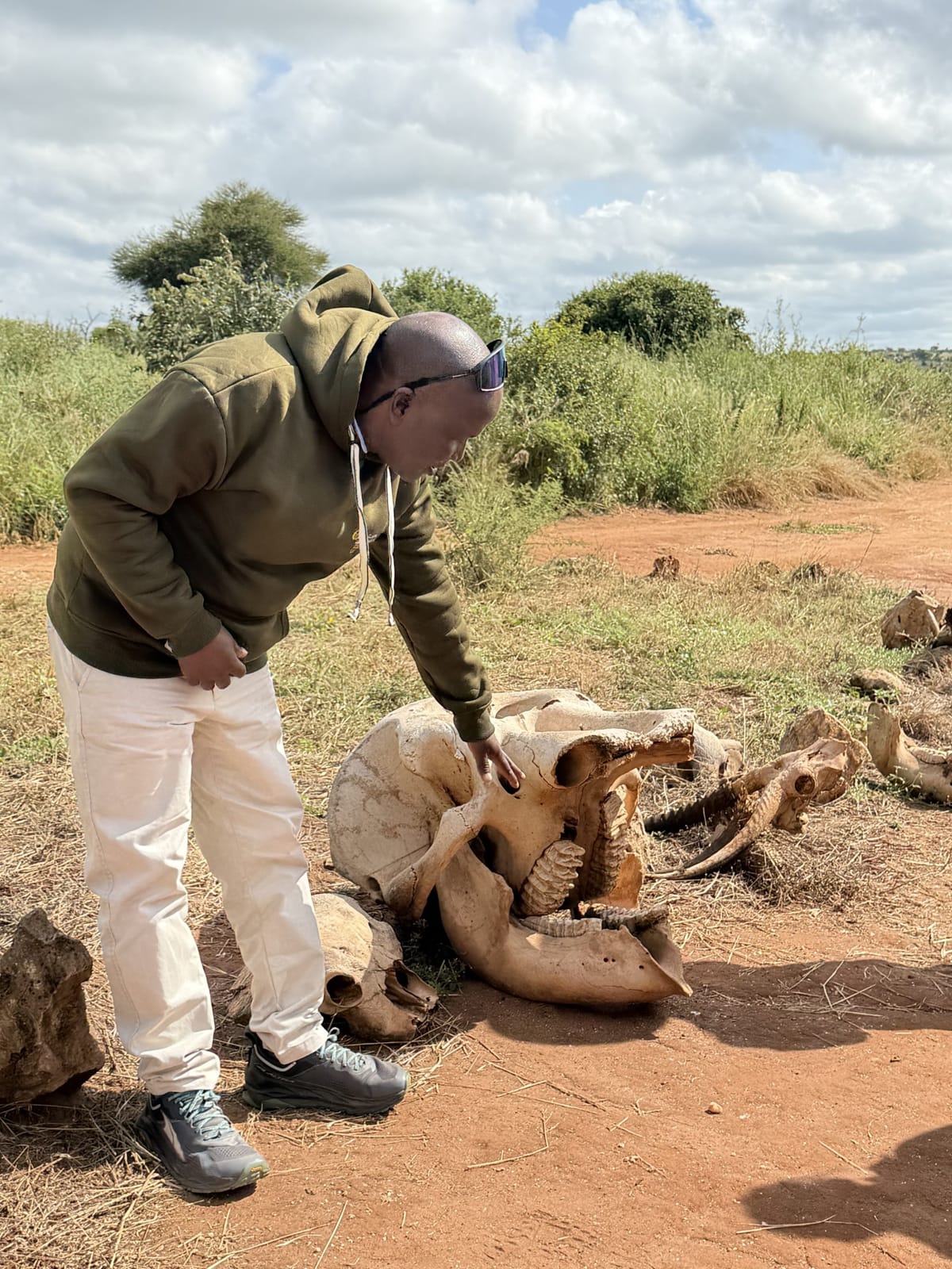 A guide explaining an elephant skull in Tarangire