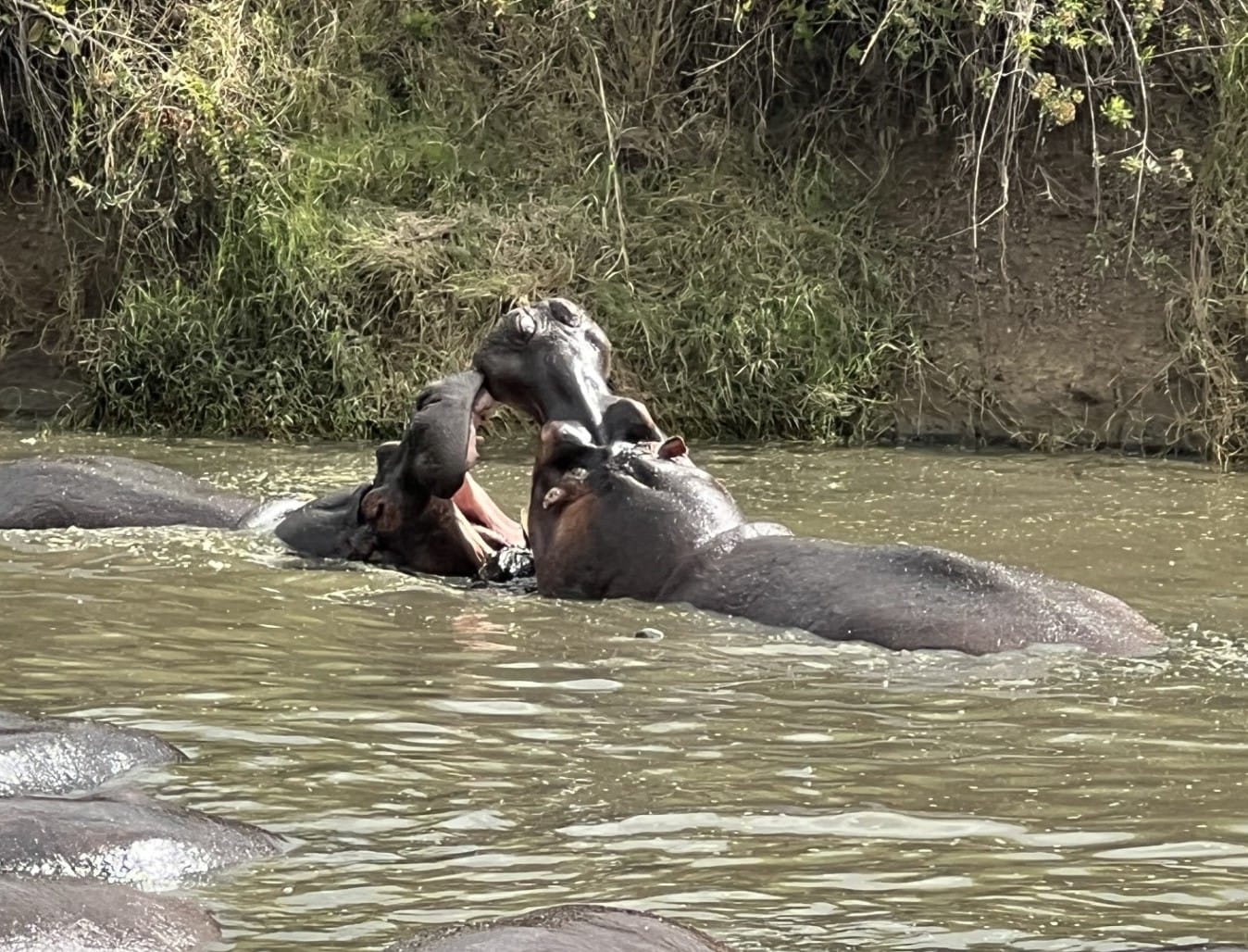 Hippos jostling in a river