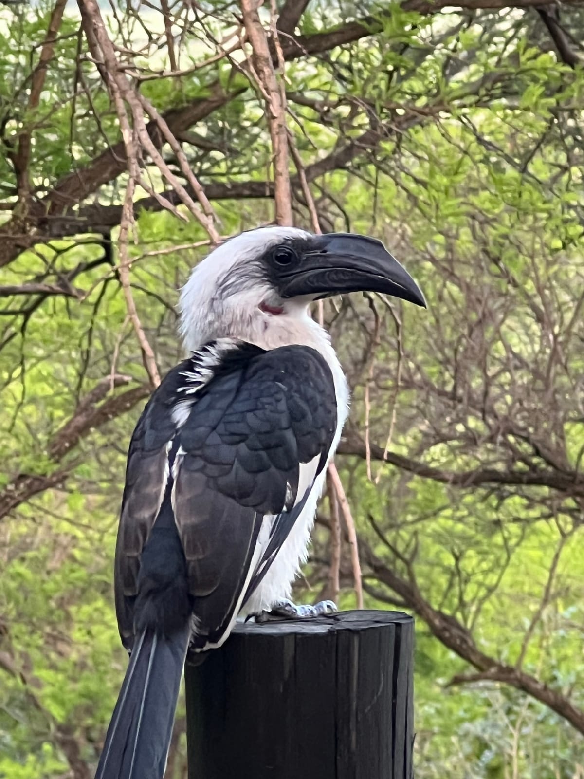A Von der Decken's hornbill perched on a post