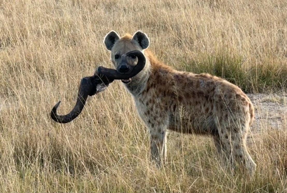 A spotted hyena carrying a horn in the long grass