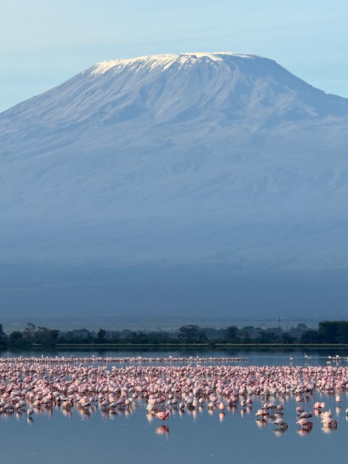 Mount Kilimanjaro rising above a lake lined with flamingos
