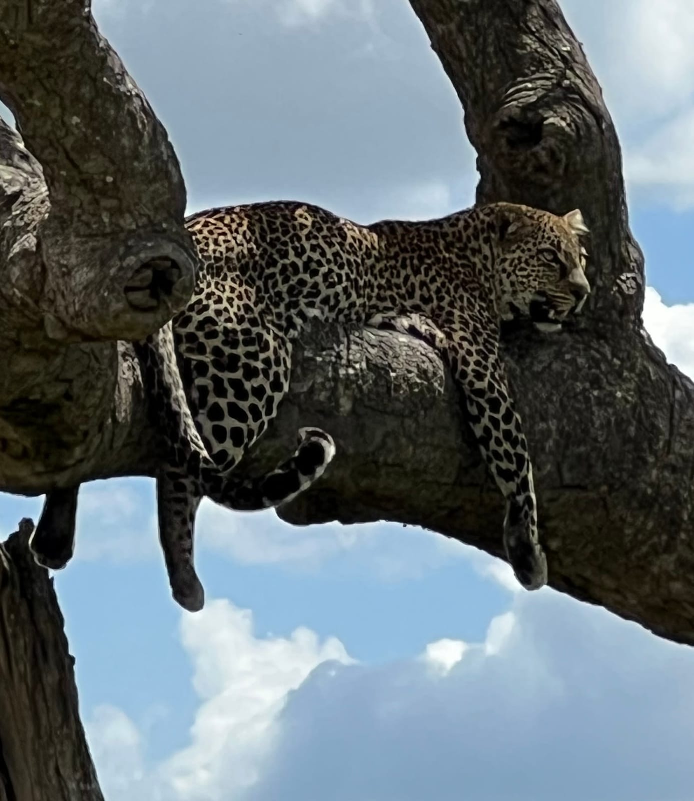 A leopard lounging along a tree branch