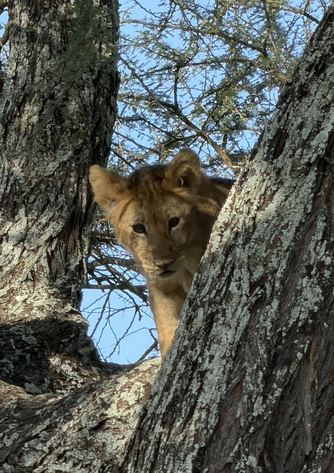 A lion cub peering around a tree trunk in Tarangire