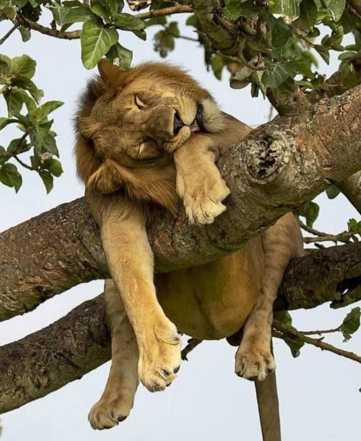 A well-fed lion asleep in a tree