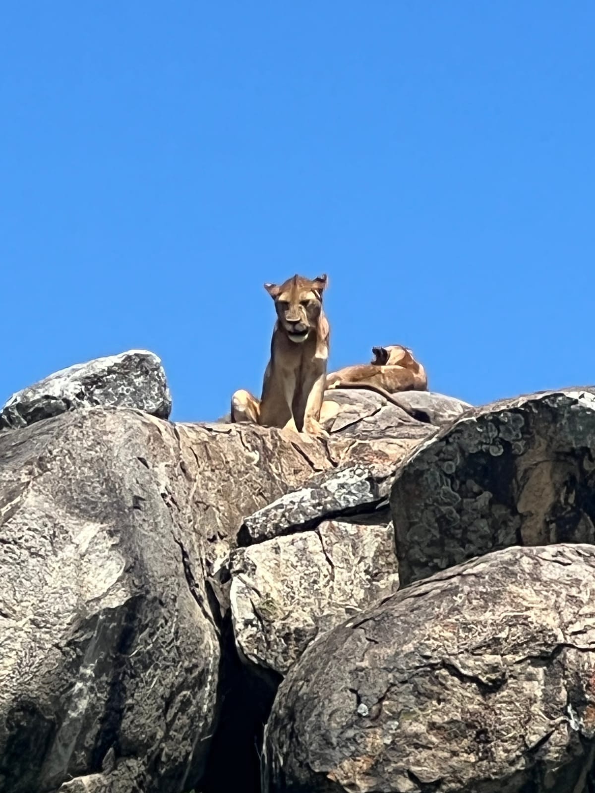 A lioness resting on a rocky outcrop under a blue sky