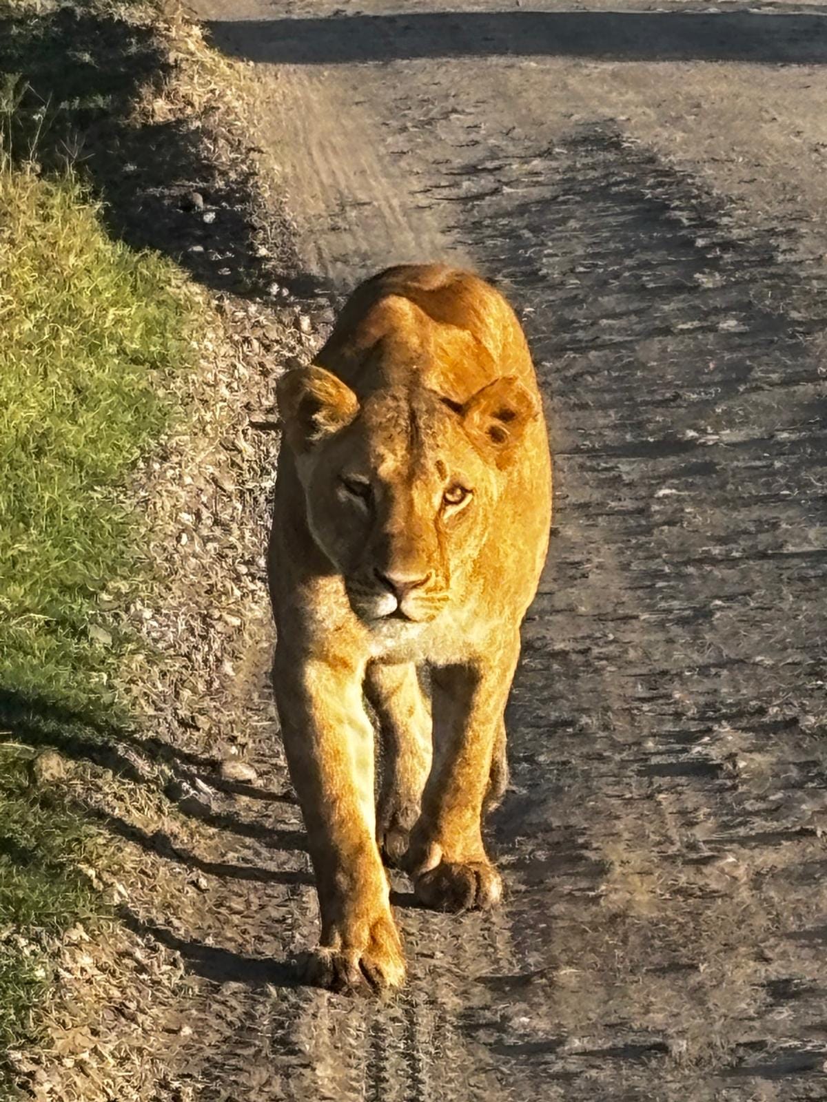 A lioness walking down a dirt track