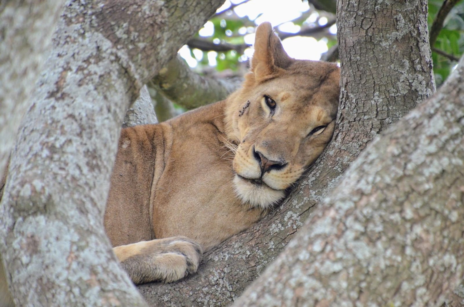 A lioness dozing in the fork of a tree