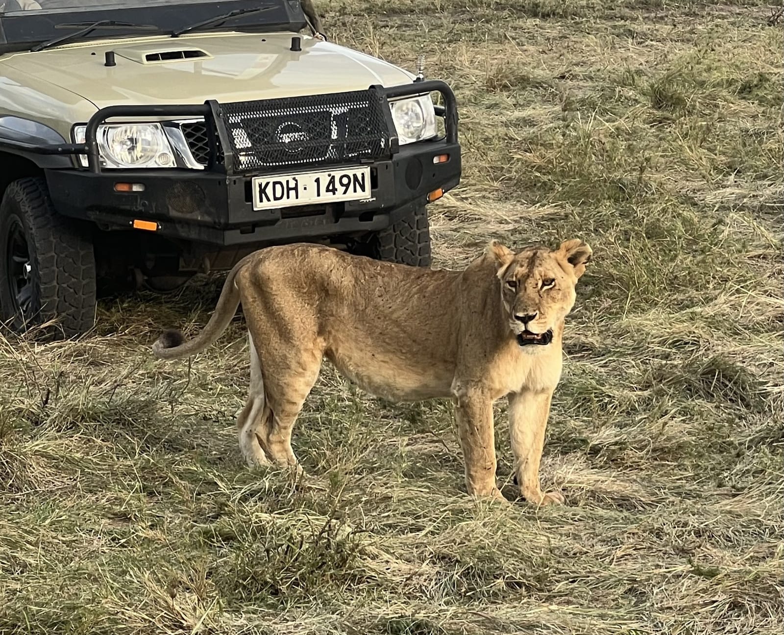 A lioness standing beside a safari vehicle