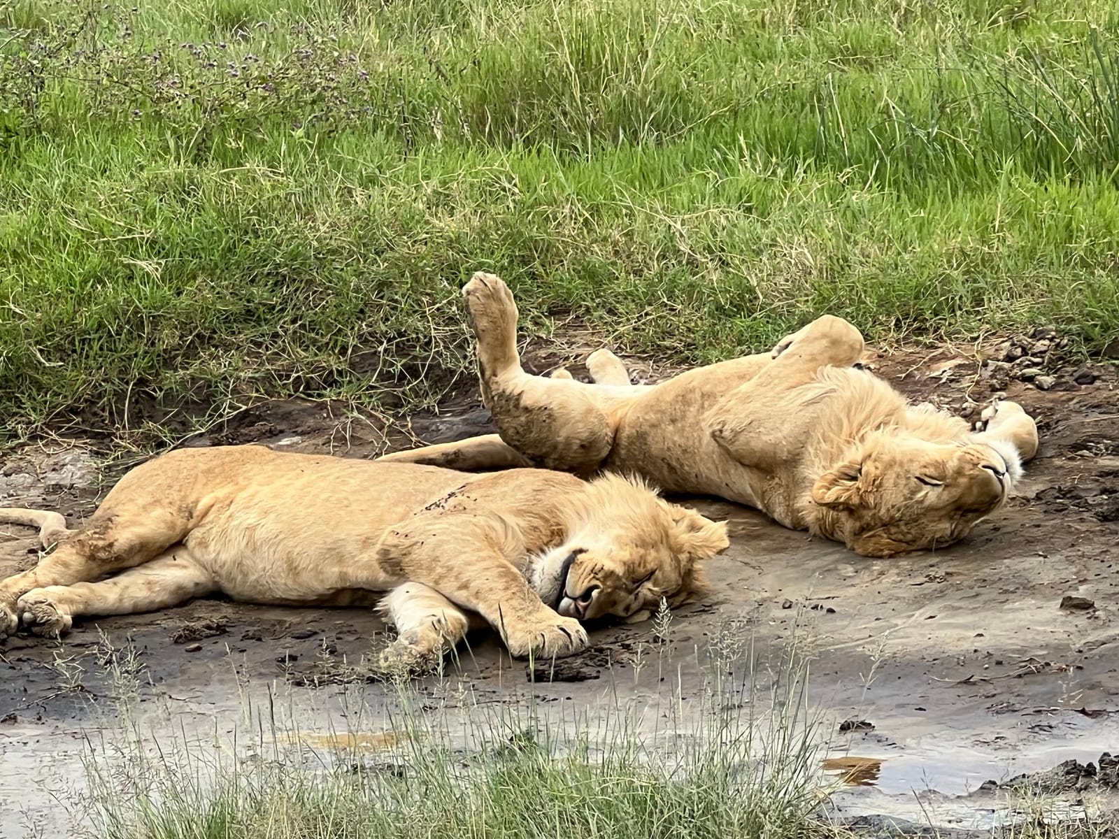 Lionesses sleeping beside a waterhole