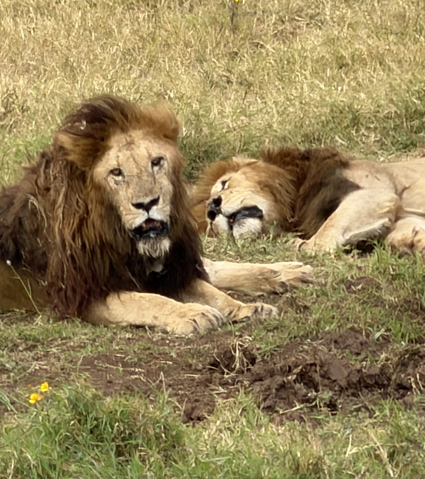 Two male lions resting together