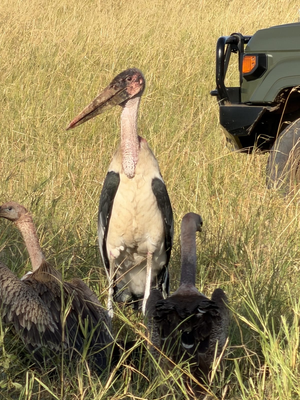 A marabou stork among vultures