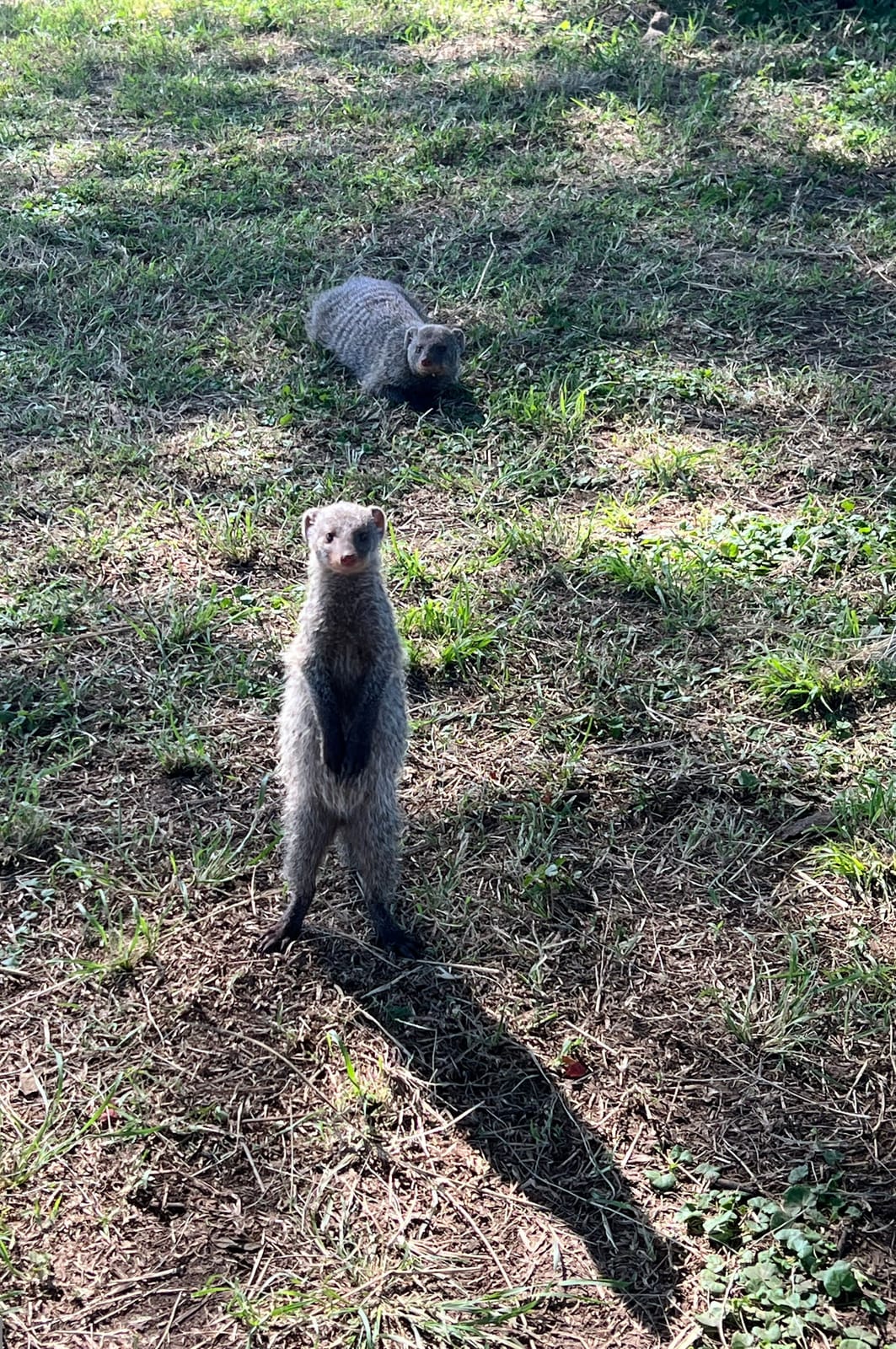Two mongooses, one standing upright