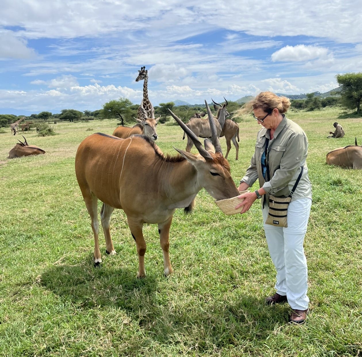 Nancy feeding an eland, with a giraffe behind