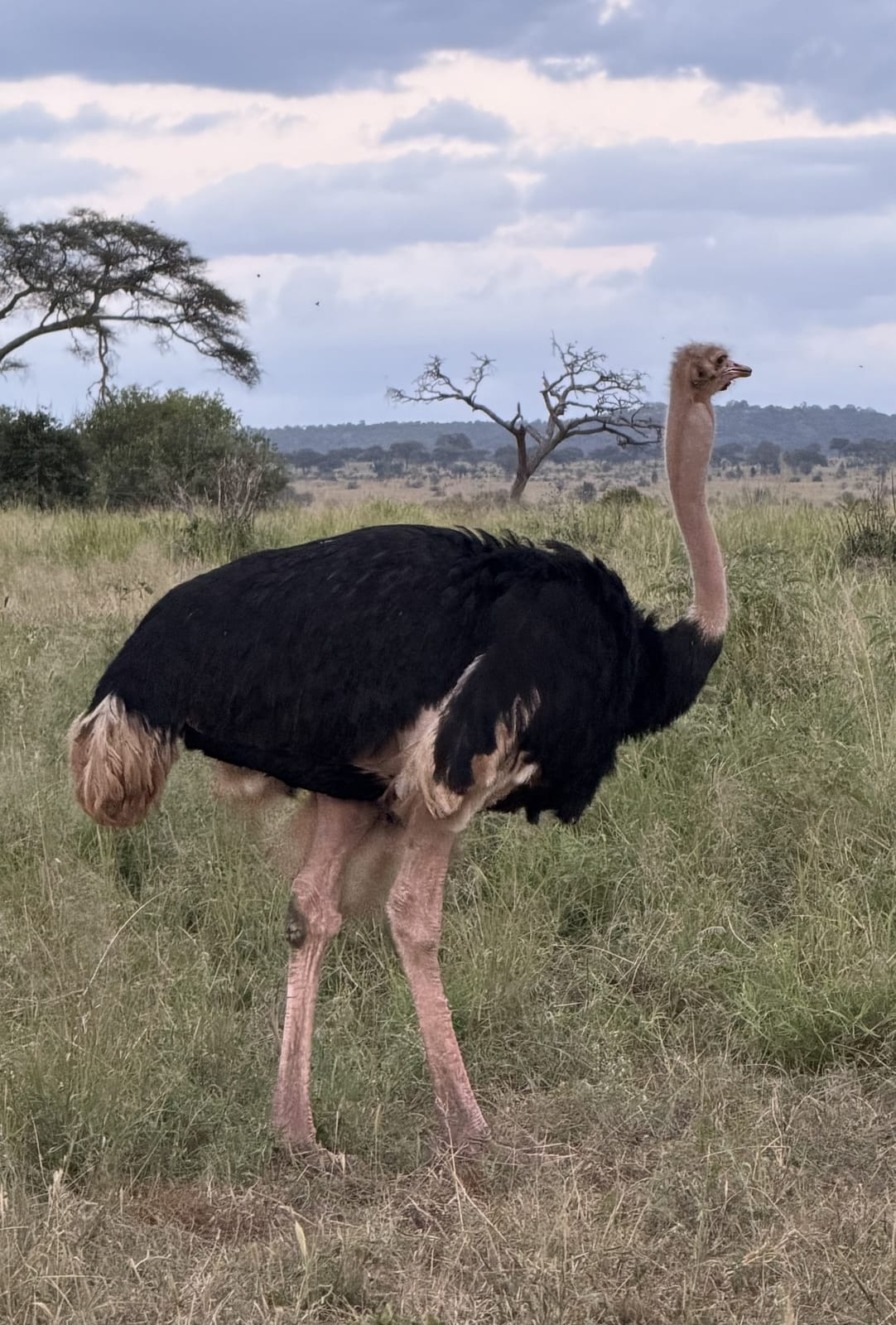A male ostrich on the open plains