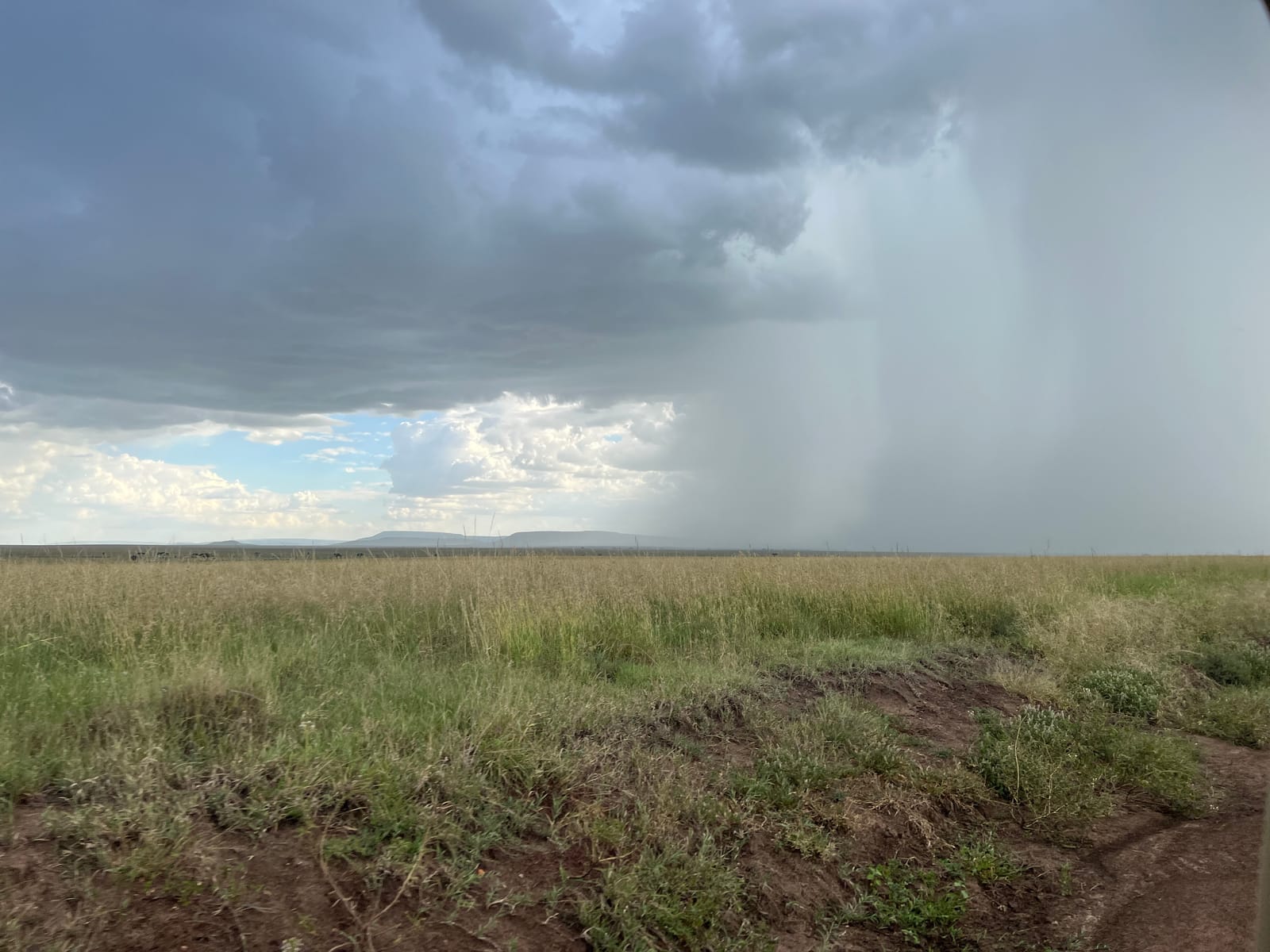 A rainstorm sweeping across the green plains