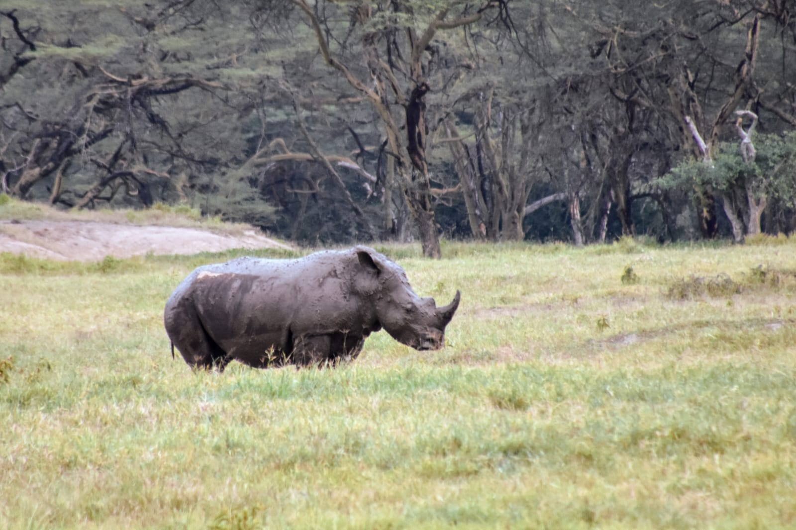 A rhino grazing in front of a fever-tree forest