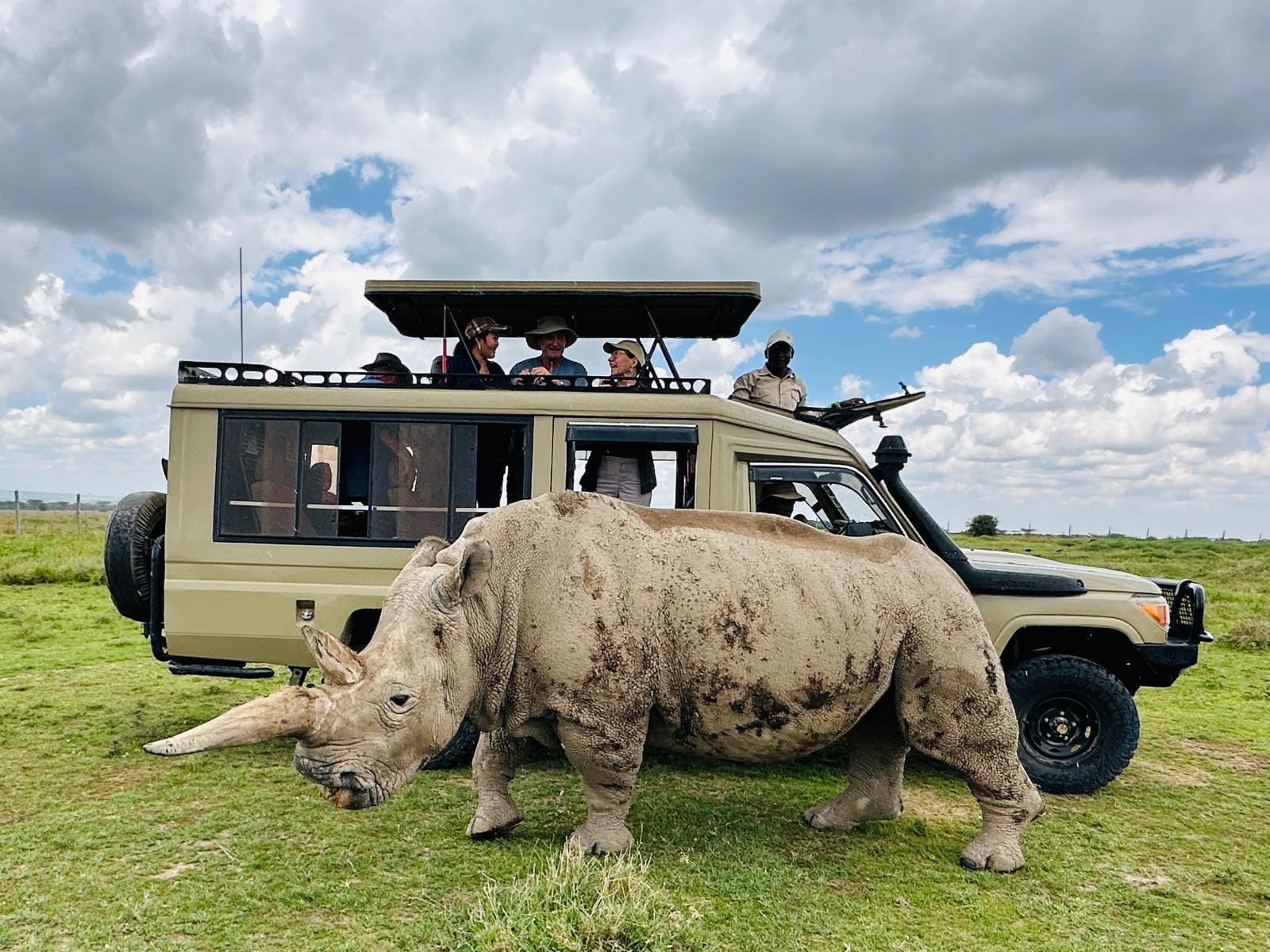 A rhino grazing beside a safari vehicle at Ol Pejeta