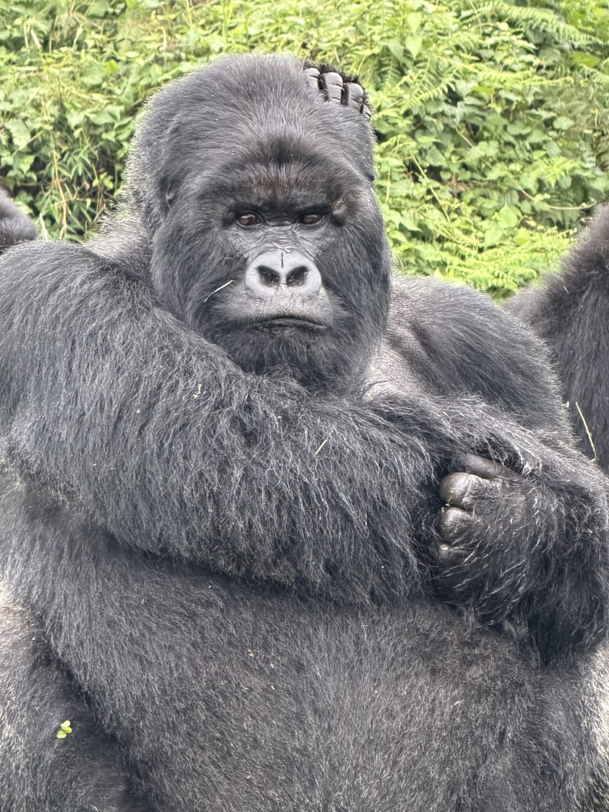A silverback mountain gorilla