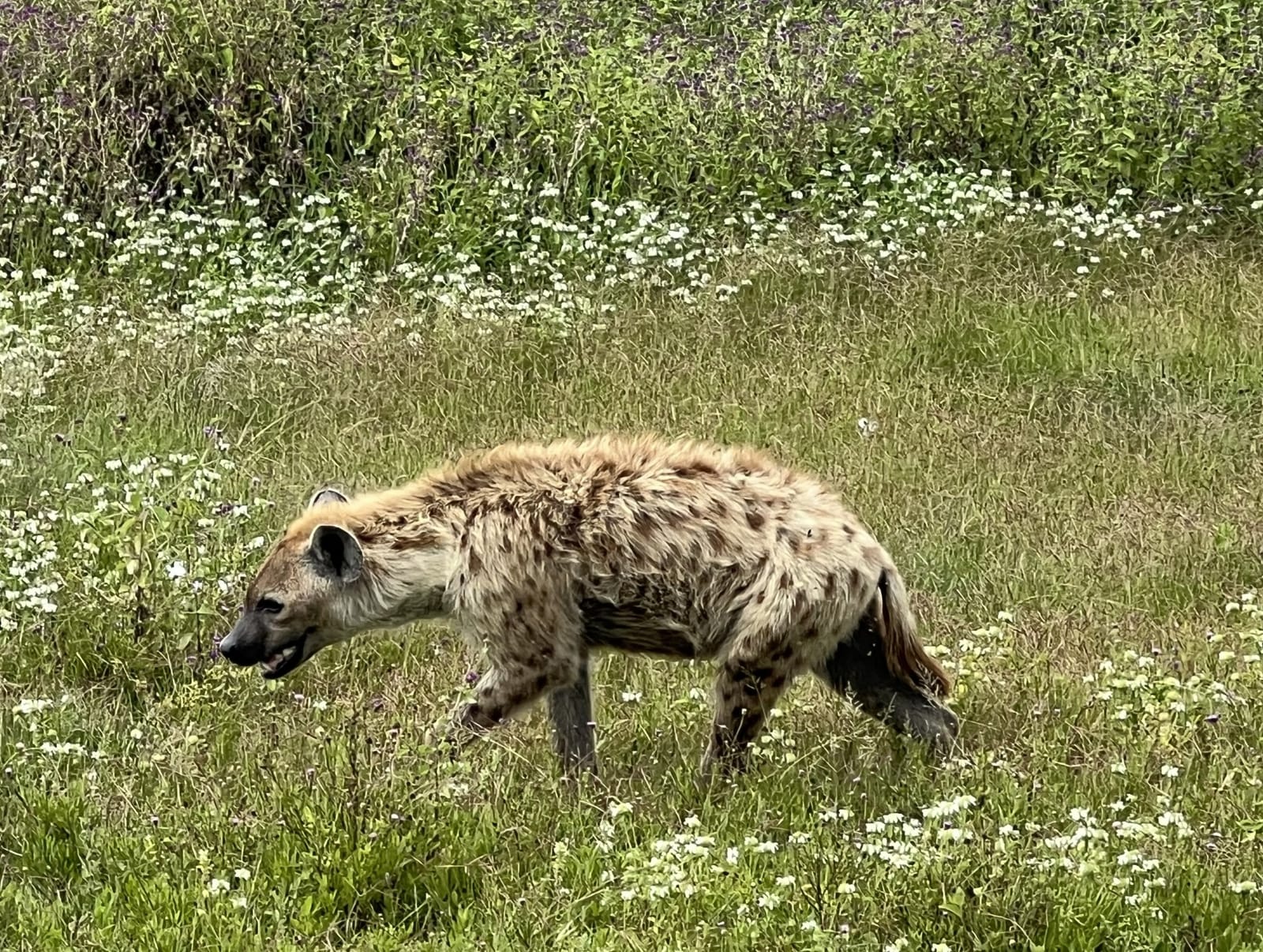 A spotted hyena in a field of wildflowers