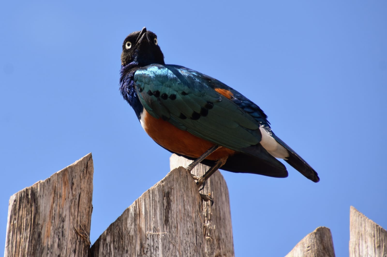 A superb starling perched on a fence post against a blue sky