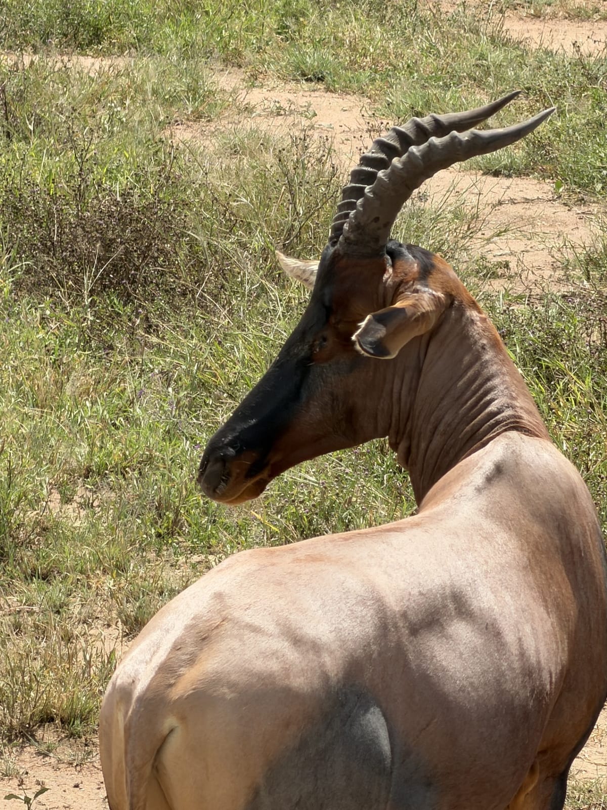 A topi antelope looking back over its shoulder
