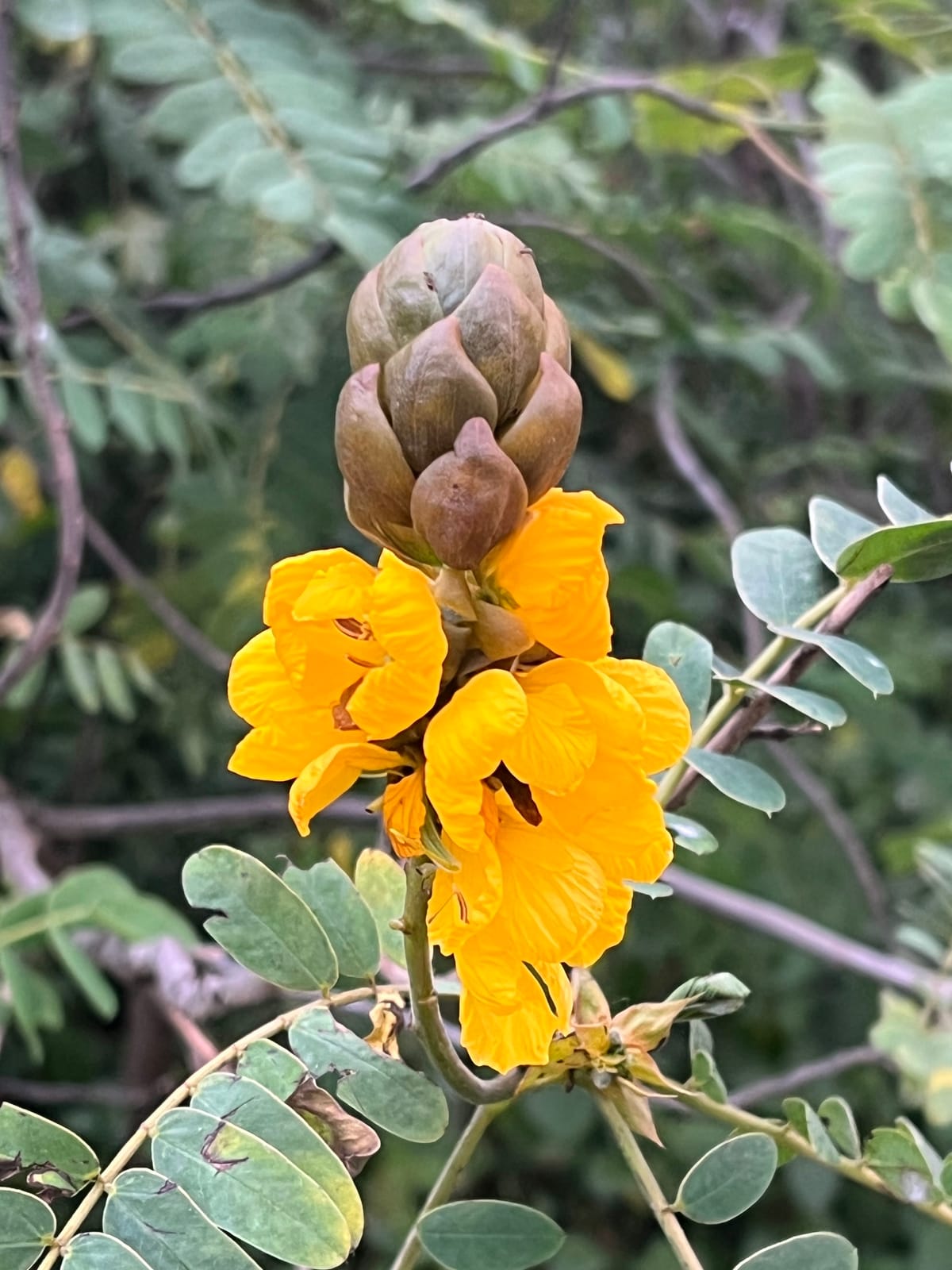 Bright yellow blossoms in bloom
