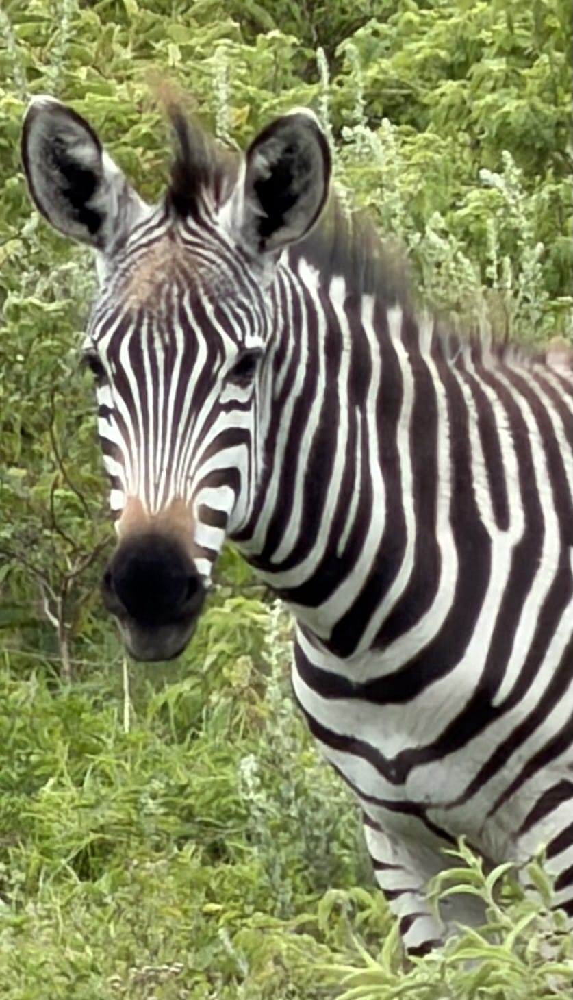 A zebra looking straight at the camera in Arusha National Park