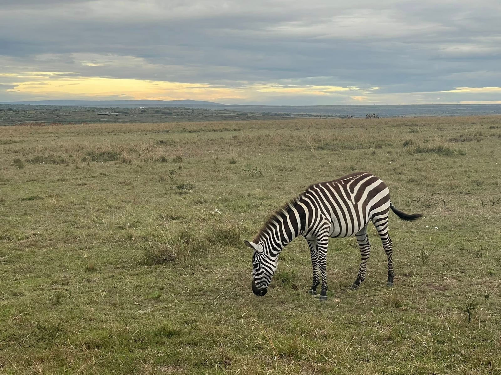 Zebra grazing at dusk