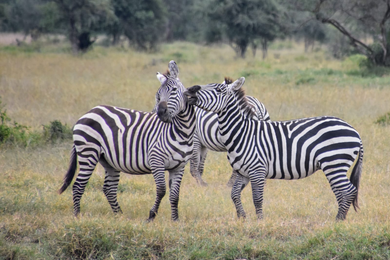 Two zebras standing together