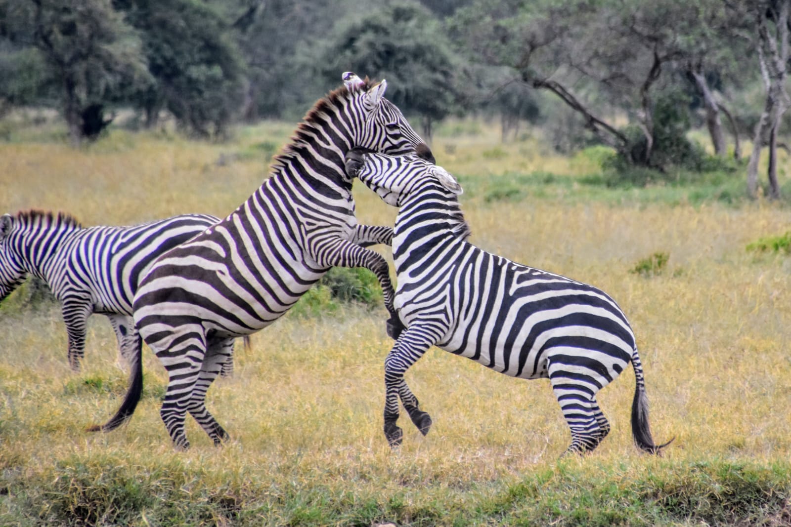 Two zebras sparring