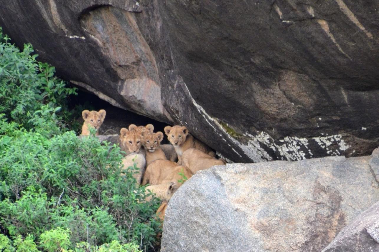 A litter of lion cubs peering out from beneath a large rock